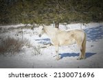 Small photo of Side view portrait of a white horse in a snow covered field near Cheney, Washington.