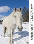 Small photo of A close up portrait of a beautiful white horse near Cheney, Washington.