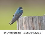A Small Tree Swallow Is Perched ...