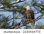 A large American bald eagle is perched on a branch in front of several other pine branches behind it in north Idaho.