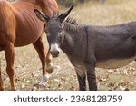 A small cute donkey stands with other horses in a grassy field  in early autumn in north Idaho.