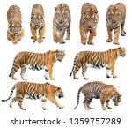 Bengal Tiger  Panthera Tigris ...