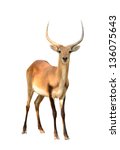 Red Lechwe Isolated On White...