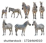 adult and young zebra isolated on white background