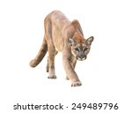 Puma Or Cougar Isolated On...