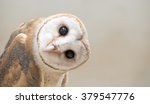 common barn owl ( Tyto albahead ) head close up