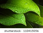 Green Leaf With Water Drops For ...