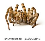 Close Up Of Wolf Spider On...