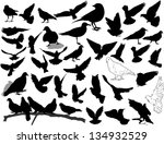 set of 38 birds and silhouettes ... | Shutterstock .eps vector #134932529