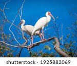 White Ibis Adult With Juvenile...