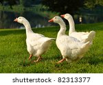 Geese On Green Grass