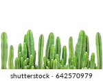 Cactus on isolated background.