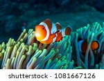 Colorful Clownfish Hiding In...