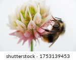 Close Up Of Honey Bee On White...