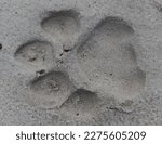 Small photo of Bengal tiger print in soft sand. Tiger have very large feet and their prints are called pug marks. Many trackers used these prints to track tigers until cameras became more useful for field research.