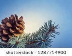 Small photo of Detail of fir tree cone and gemmate needle twigs over blue background with copy space.