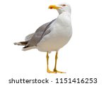 White and grey seagull isolated on white background