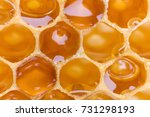 Extreme Macro Shot Of A Honey...