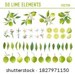 Vintage Lime Design Elements....