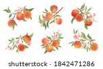 watercolor peach vector... | Shutterstock .eps vector #1842471286