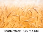 Golden Wheat Field On Hot Sunny ...