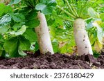 Daikon in the bed in natural conditions. Root vegetable in the ground