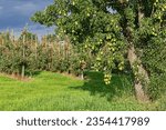 A pear tree with ripe fruits, with dwarf apple trees in an orchard in Jork, Altes Land, Lower Saxony, Germany. Altes Land is one of the biggest fruit producing regions in Europe. With dark cloudy sky