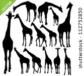 Giraffe Silhouettes Vector