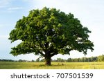 Lonely green oak tree in the...
