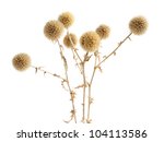 Dried prickly plant isolated on the white