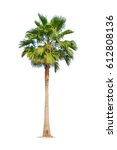 Palm tree isolated on white...