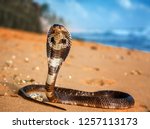 live King cobra on the beach sand