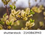 Willow (Salix caprea) branches with buds blossoming in early spring