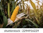 Ripe yellow corn maize cob on the agricultural field