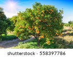 lush orange tree with juicy fruits in the garden under sunlight