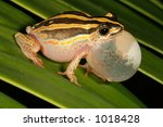 Male Painted Reed Frog ...