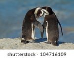 Pair Of African Penguins ...
