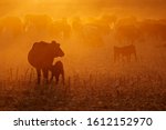 Free-range cattle, including cows and calves, feeding on dusty field at sunset, South Africa
