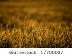 Golden Grasses  Shmidtia...