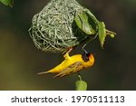 A Male Lesser Masked Weaver ...