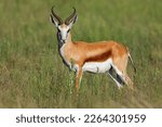 Small photo of A springbok antelope (Antidorcas marsupialis) in natural habitat, Mokala National Park, South Africa