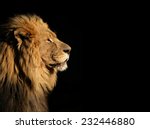 Side portrait of a big male African lion (Panthera leo) against a black background, South Africa