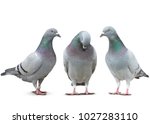 trhee pigeon bird friend sad story on white background
