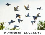 Flock Of Speed Racing Pigeon...