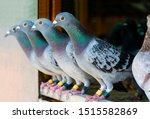 Homing Pigeon In Home Loft