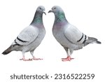 Two blue bar homing pigeon...