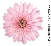 Pink Gerbera Flower Isolated On ...