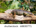 Iguana Reptile Sleeping On The...