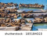 The Sea Lions of Pier 39 in San Francisco