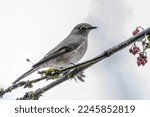 Small photo of Townsend's Solitaire bird perched on a cotoneaster berry tree branch